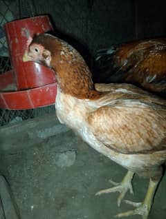 selling hen 1 male and 1 female  contect number 03047685312