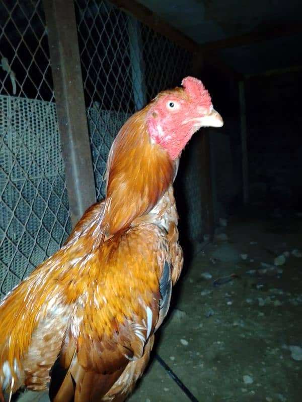 selling hen 1 male and 1 female  contect number 03047685312 1