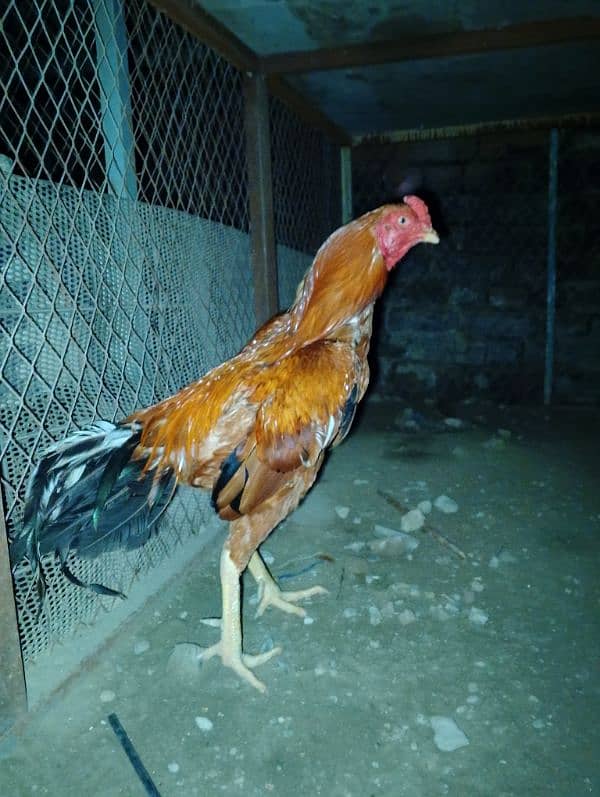 selling hen 1 male and 1 female  contect number 03047685312 2