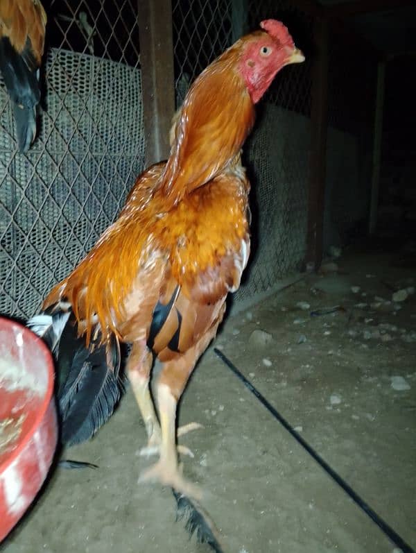 selling hen 1 male and 1 female  contect number 03047685312 3