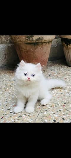 Persian kittens | triple Coated | Punch Face kittens For Sale