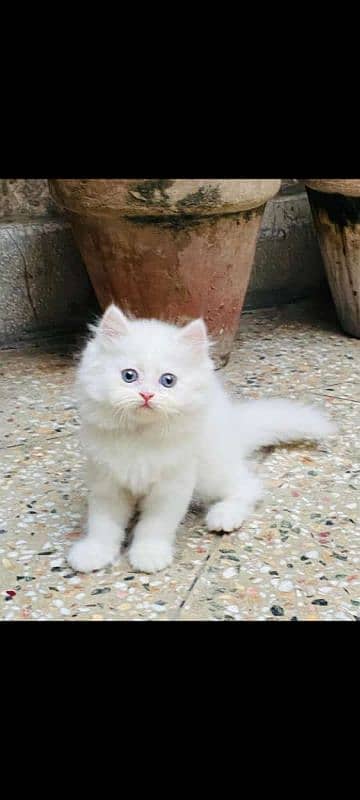 Persian kittens | triple Coated | Punch Face kittens For Sale 5