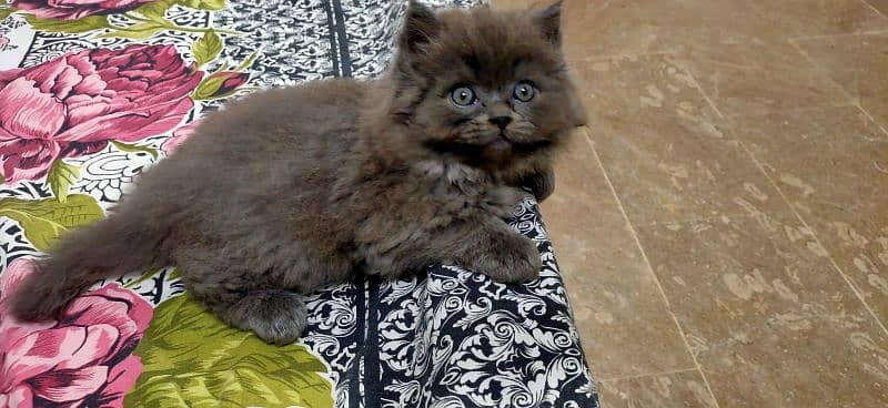 Persian kittens | triple Coated | Punch Face kittens For Sale 6