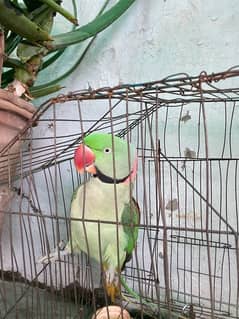 raw parrot for sale talks when in mood 0