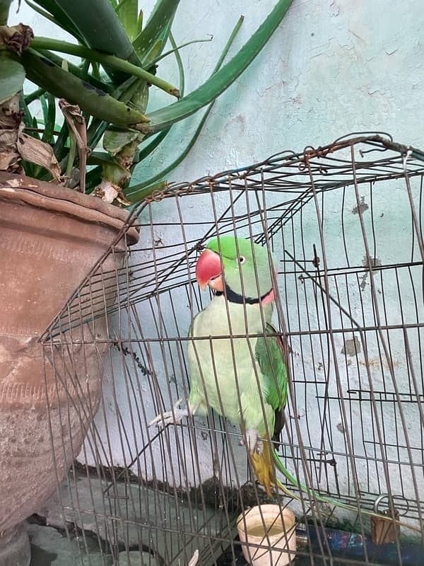 raw parrot for sale talks when in mood 1