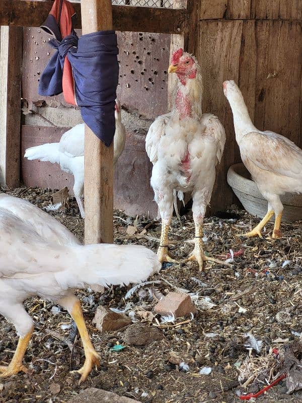 white aseel hen all setup for sale 0