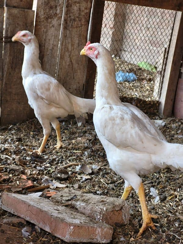 white aseel hen all setup for sale 1