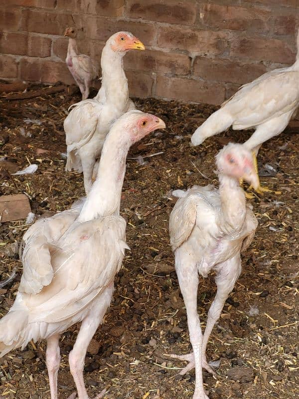 white aseel hen all setup for sale 2