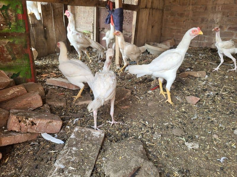 white aseel hen all setup for sale 3