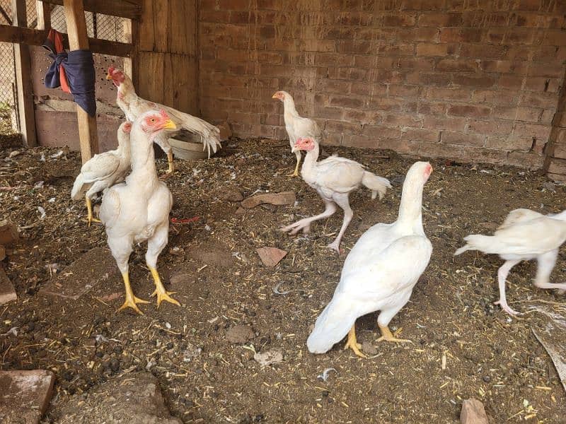 white aseel hen all setup for sale 5