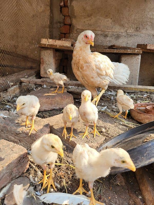 white aseel hen all setup for sale 6