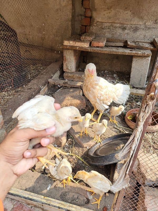 white aseel hen all setup for sale 7