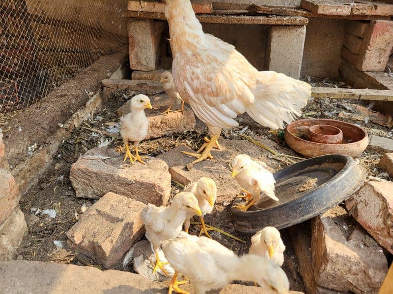 white aseel hen all setup for sale 8