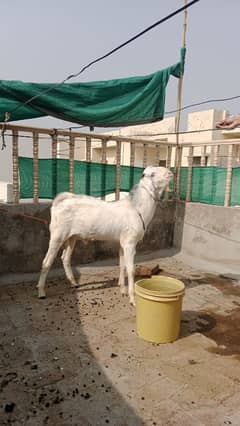 pair desi goats