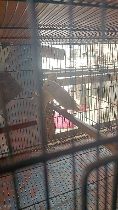 love birds for sell complete setup 0