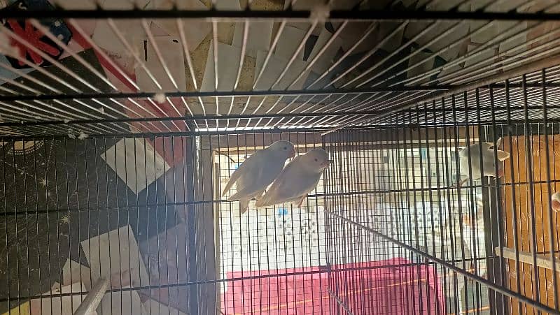 love birds for sell complete setup 2