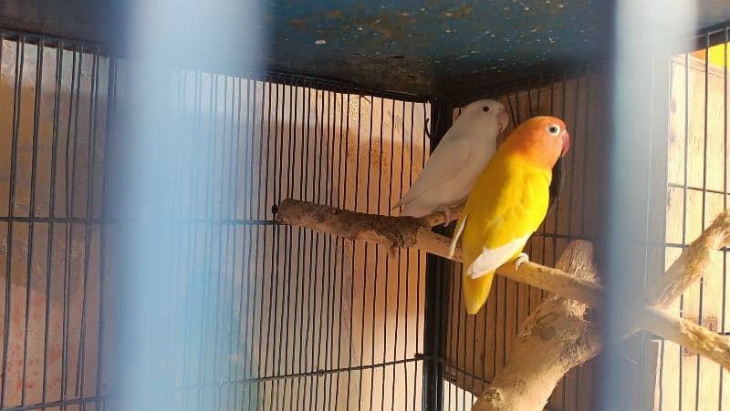 love birds for sell complete setup 7