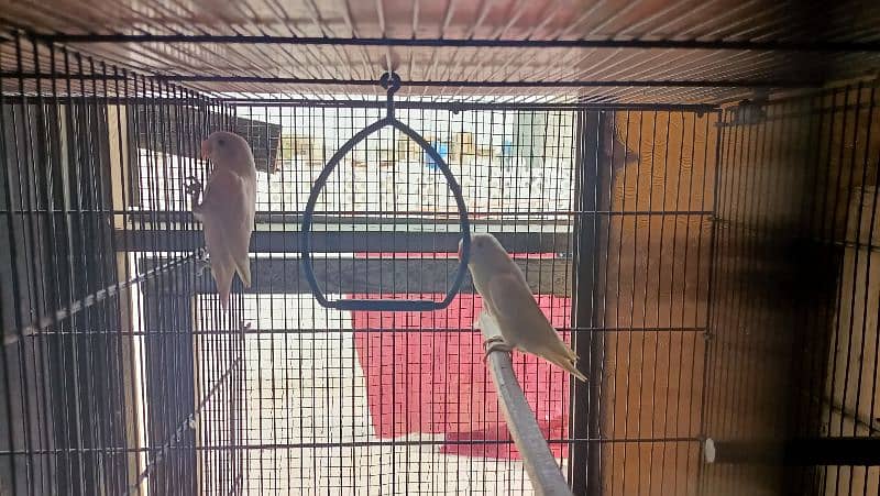 love birds for sell complete setup 8