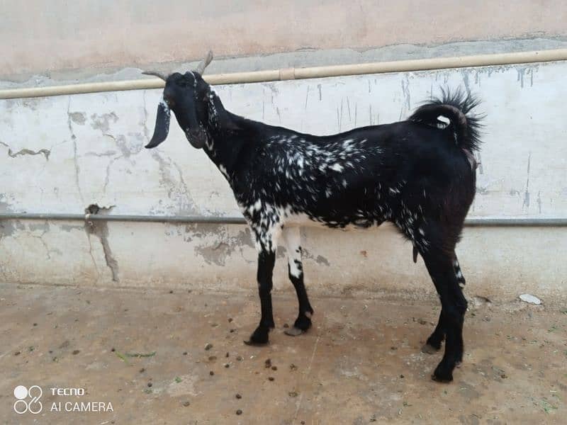 mashallah Gaban bakri for sale 1