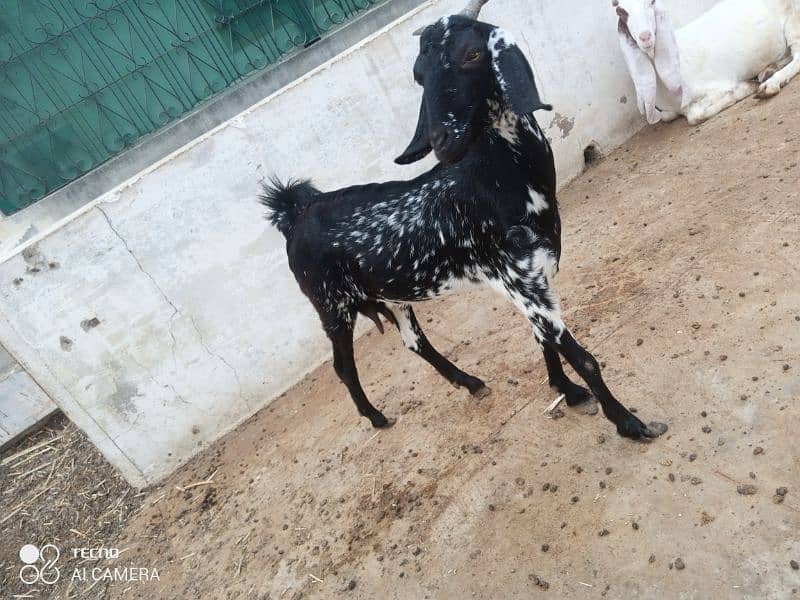 mashallah Gaban bakri for sale 2