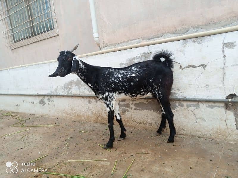 mashallah Gaban bakri for sale 3