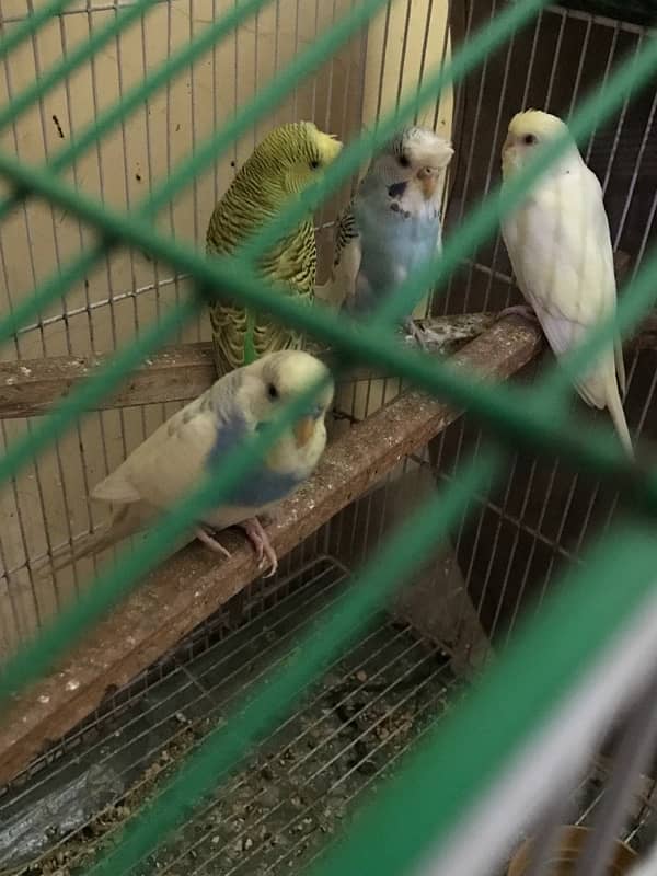 4 peices are for sale 3 male one female 0