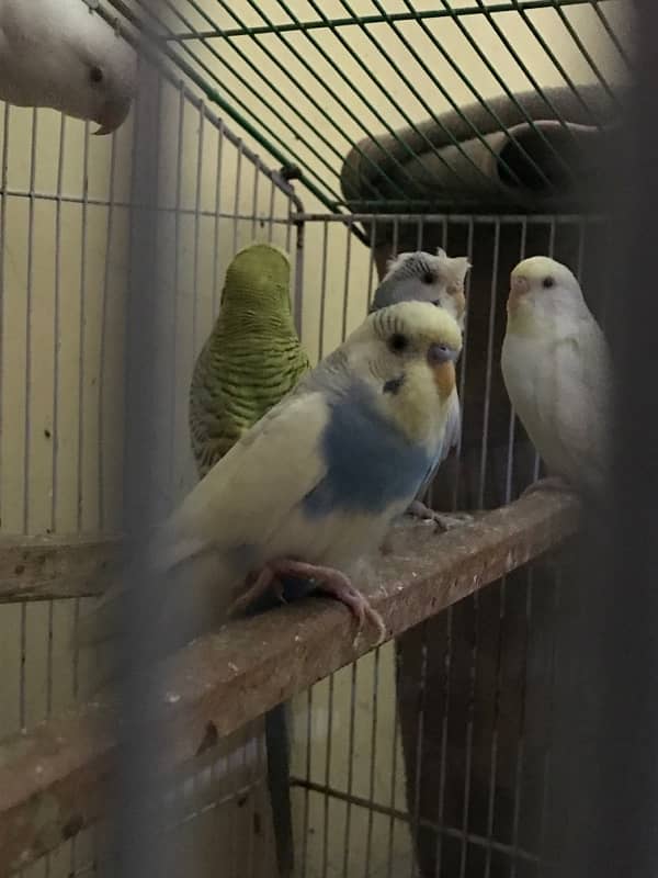 4 peices are for sale 3 male one female 2