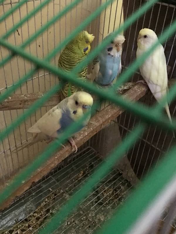 4 peices are for sale 3 male one female 4