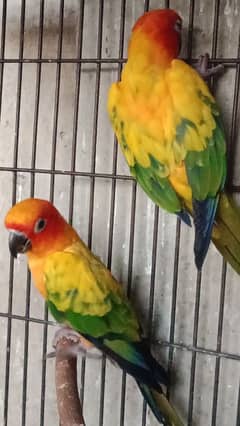 sun conure