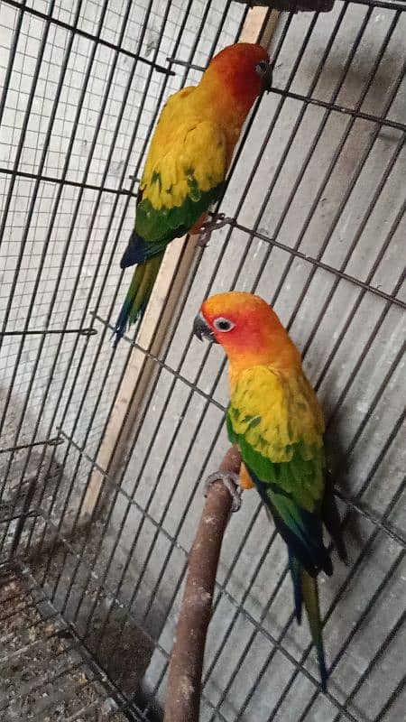 sun conure 1