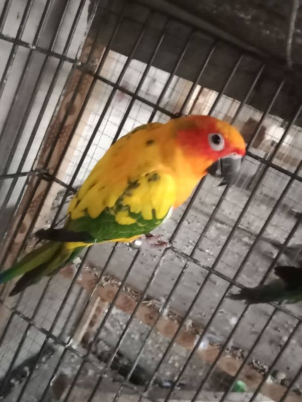 sun conure 4