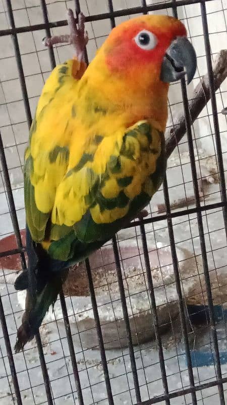 sun conure 5