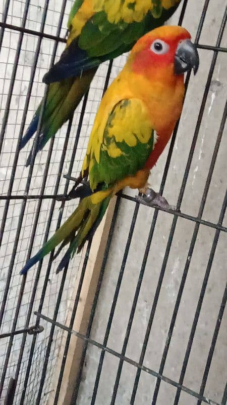 sun conure 6