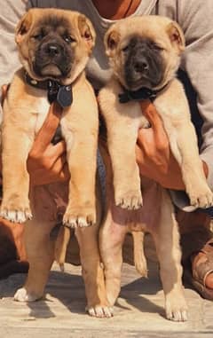 Alabai dog | King Alabai pair | security dog for sale | Alabai Breed