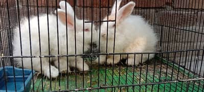 Breeder English Angora Rabbit pair for Sale (7000) Final Price