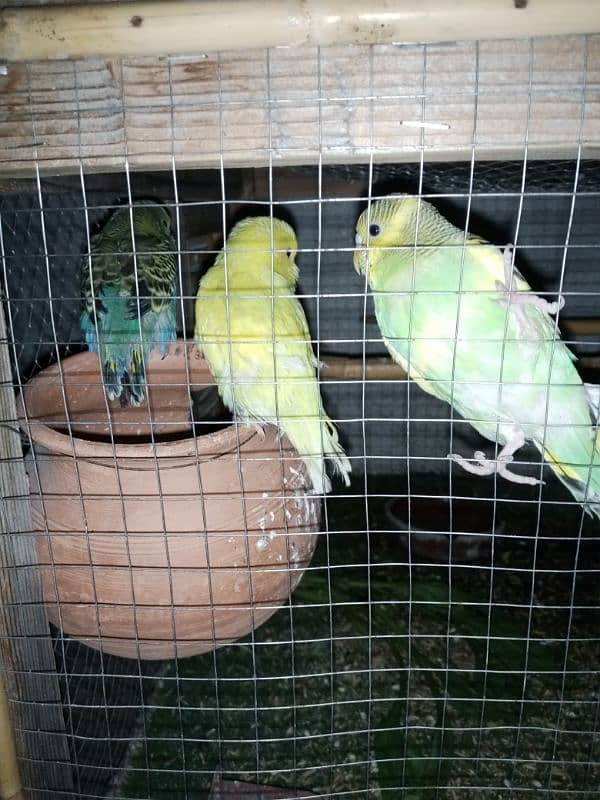 budgie parrot 2