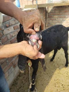 Bakra