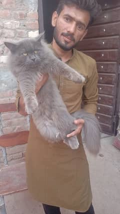 male cat for sale beautiful full size gray color