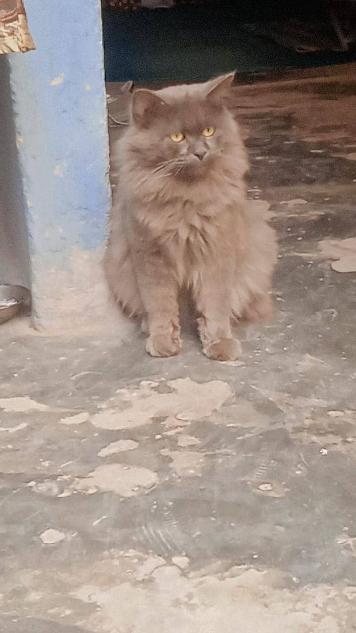 male cat for sale beautiful full size gray color 1