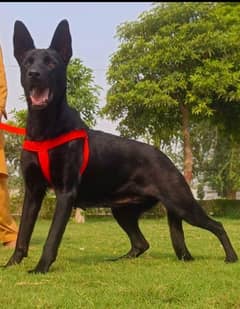 Black German shepherd double coat king size age 15 months for sale