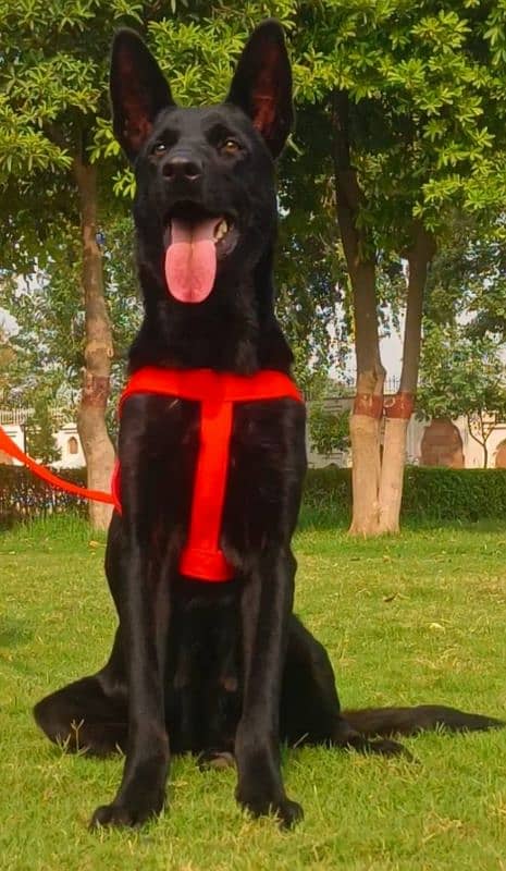 Black German shepherd double coat king size age 15 months for sale 1