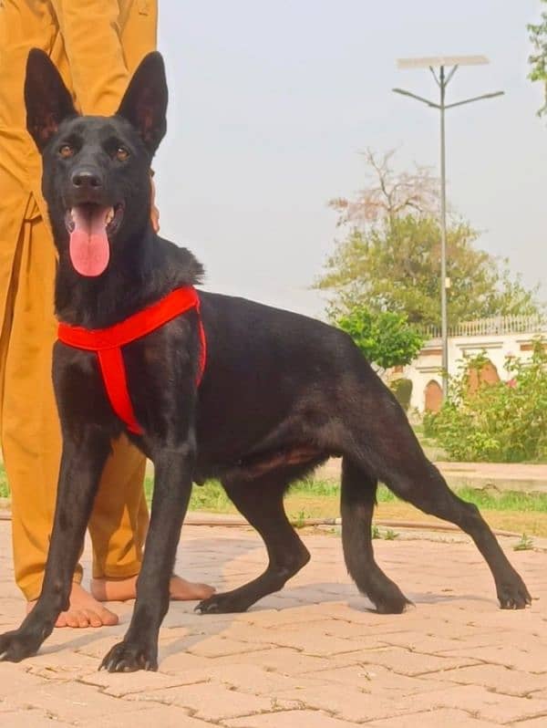 Black German shepherd double coat king size age 15 months for sale 2