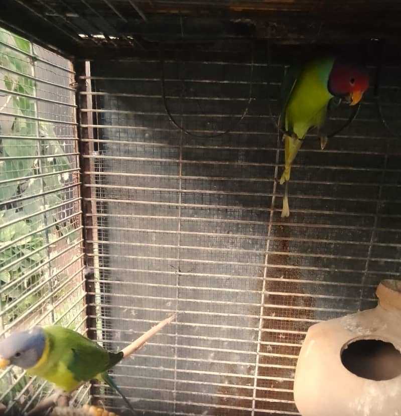 Plum Headed Parakeet Parrots ( male + female ) 0