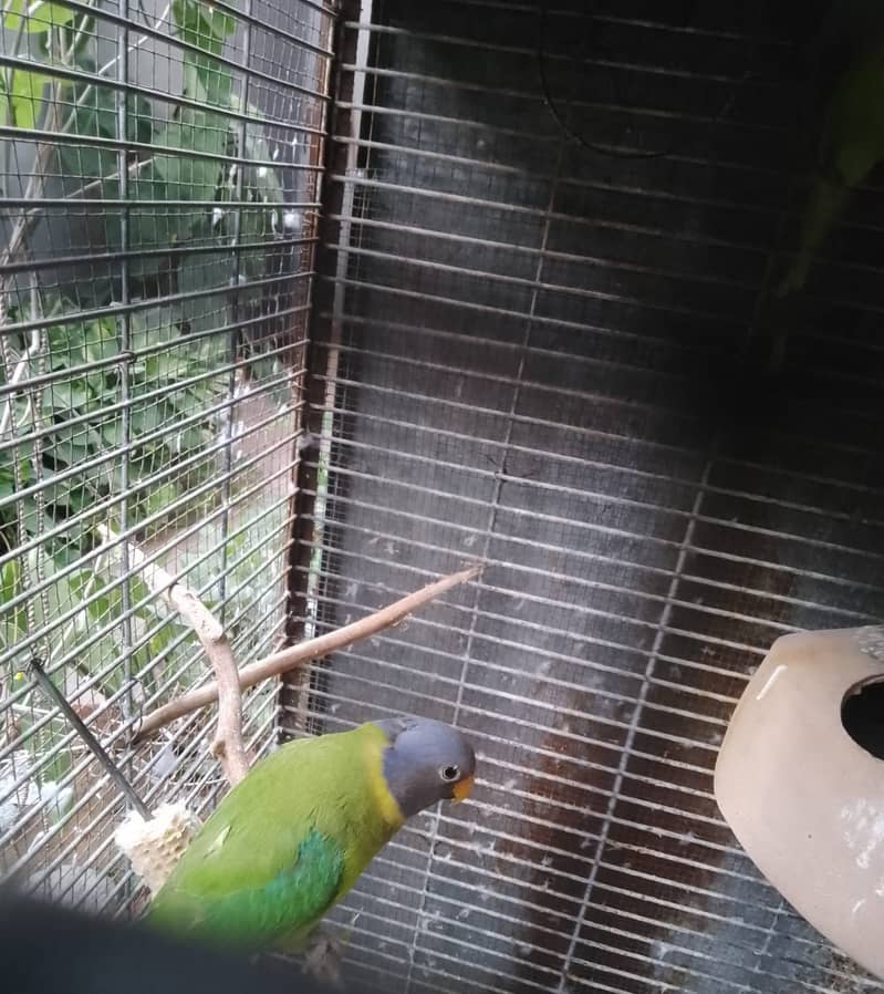 Plum Headed Parakeet Parrots ( male + female ) 4