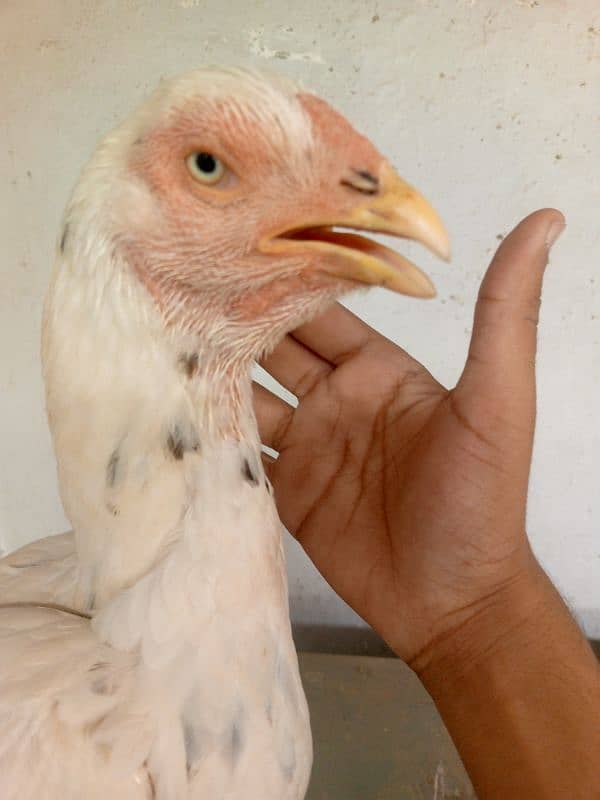 cheena cross aseel hen for sale 1