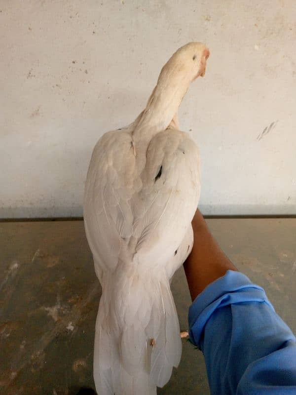 cheena cross aseel hen for sale 2