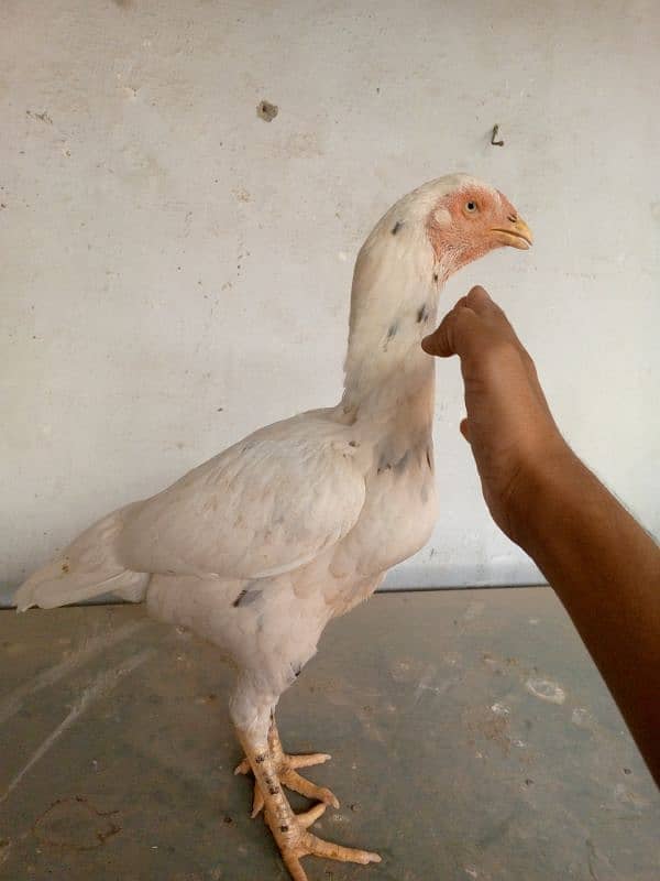 cheena cross aseel hen for sale 3