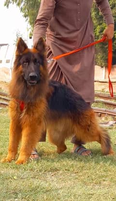 German Shepherd long coat important bloodline pink pedigree