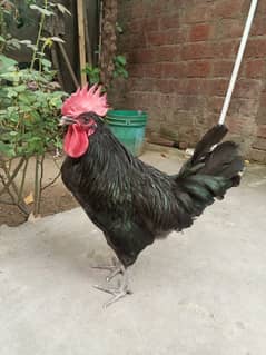 Australorp