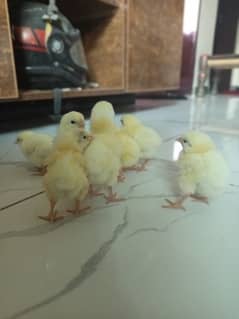 light susex chicks